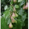 Саженец груши Перун: фото и описание