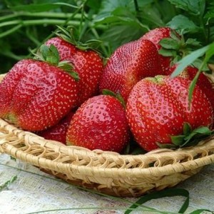 Виктория Королева Елизавета 2 (Ремонтантная/Ранняя)