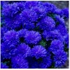 Саженец Астры Роял Блю (Royal Blue): фото и описание