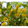 Саженцы акации (Карагана) Лорберги (Lorbergii) -  5 шт.: фото и описание