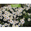 Саженцы астры Альба (Alba) -  5 шт.: фото и описание