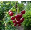Саженцы черешни Бряночка -  5 шт.: фото и описание