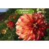 Клубни георгина шаровидный Спартакус (Spartacus) -  5 шт.: фото и описание