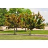 Саженцы клёна Татарский (60-100 см) -  5 шт.: фото и описание