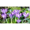 Луковицы крокуса крупноцветкового Прекрасный -  5 шт.: фото и описание