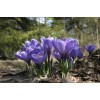 Луковицы крокуса крупноцветкового Вангуард (Vanguard) -  5 шт.: фото и описание