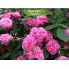 Саженцы английской розы Гертруда Джекилл (Gertrude Jekyll) -  5 шт.: фото и описание