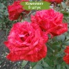 Саженцы чайно-гибридной розы Ред Интуишн (Red Intuition) -  5 шт.: фото и описание