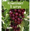 Саженцы колоновидной Вишни Восторг Средняя -  5 шт.: фото и описание