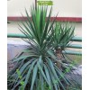 Саженцы юкки Алоэлистная -  5 шт.: фото и описание