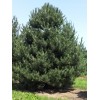 Саженец сосны Чёрная 100-150 см: фото и описание