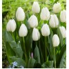 Луковица тюльпана Уайт Принц  (White Prince): фото и описание