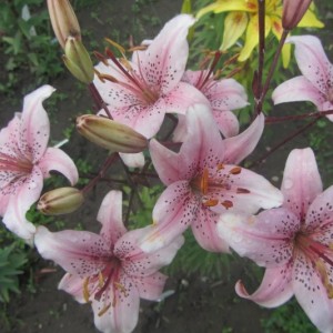 Лилия Баттерфляй